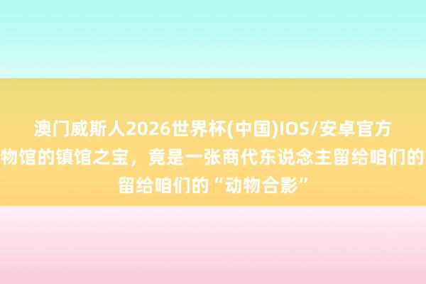 澳门威斯人2026世界杯(中国)IOS/安卓官方下载 山东博物馆的镇馆之宝，竟是一张商代东说念主留给咱们的“动物合影”